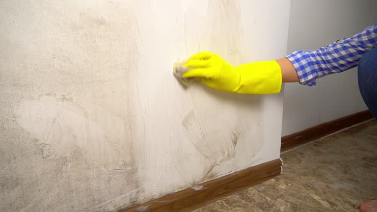 Best Emergency Mold Remediation  in Nokesville, VA